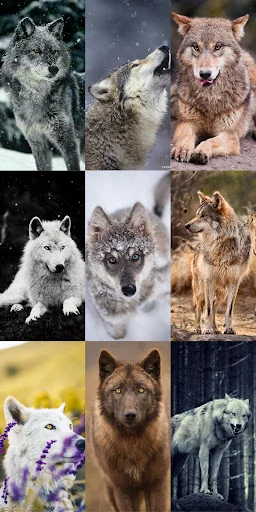 Wolf Wallpaper HD ডাউনলোড করুন – সেরা নেকড়ে ওয়ালপেপার ফ্রি - Screenshot 24