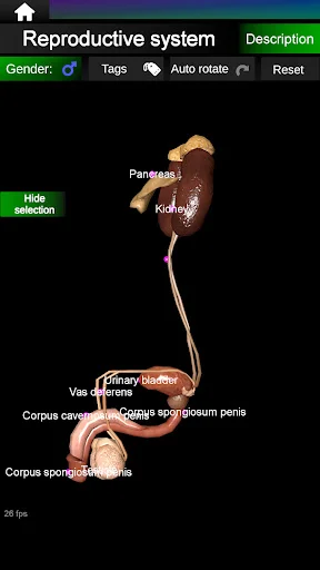 Internal Organs in 3D Anatomy ডাউনলোড করুন – সেরা অ্যানাটমি অ্যাপ - Screenshot 22