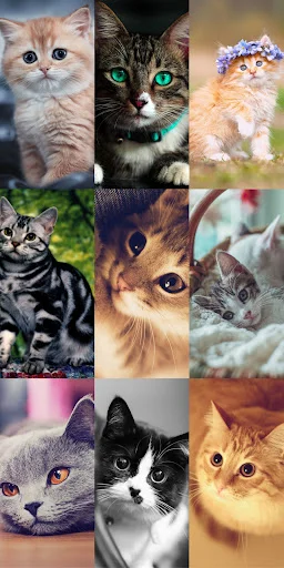 Cute Cat Wallpapers ডাউনলোড করুন – সেরা কিউট বিড়ালের ওয়ালপেপার - Screenshot 8