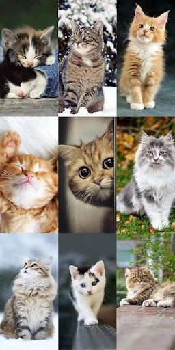 Cute Cat Wallpapers ডাউনলোড করুন – সেরা কিউট বিড়ালের ওয়ালপেপার - Screenshot 21