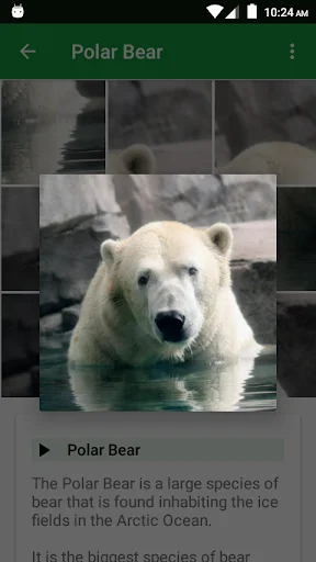 Wild Animals Puzzle ডাউনলোড করুন – বন্যপ্রাণীর মজার পাজল গেম - Screenshot 3