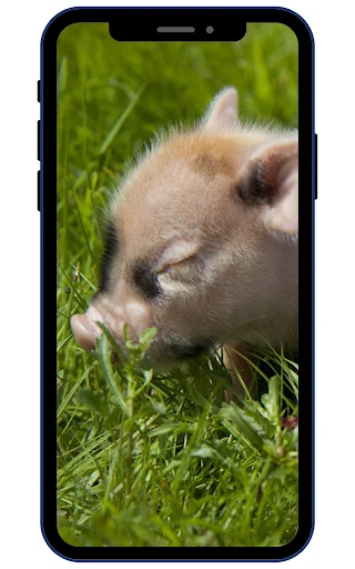 Mini Pig Wallpapers ডাউনলোড করুন – সেরা 4K ও HD ওয়ালপেপার - Screenshot 1