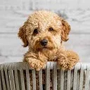 Dog Cuties ডাউনলোড করুন – কিউট কুকুরের ছবি সহ নতুন ট্যাব