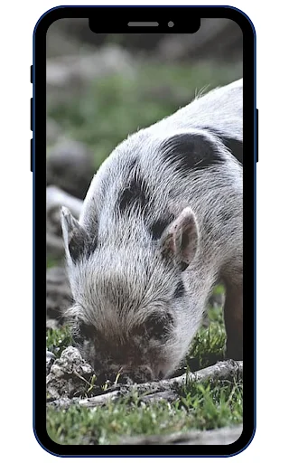 Mini Pig Wallpapers ডাউনলোড করুন – সেরা 4K ও HD ওয়ালপেপার - Screenshot 3