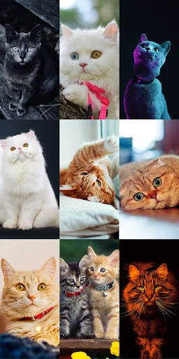 Cute Cat Wallpapers ডাউনলোড করুন – সেরা কিউট বিড়ালের ওয়ালপেপার - Screenshot 6