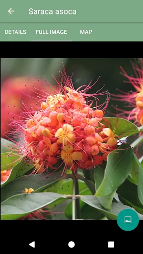 Herbal Remedies ডাউনলোড করুন – ভেষজ উদ্ভিদ ও গুণাগুণ জানুন - Screenshot 3