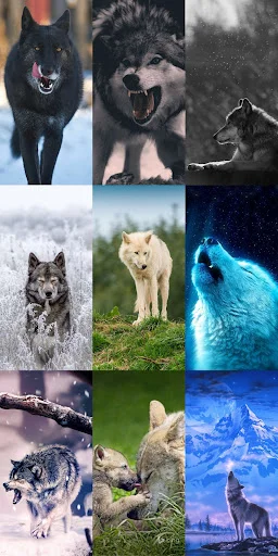 Wolf Wallpaper HD ডাউনলোড করুন – সেরা নেকড়ে ওয়ালপেপার ফ্রি - Screenshot 4