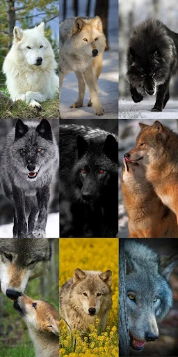 Wolf Wallpaper HD ডাউনলোড করুন – সেরা নেকড়ে ওয়ালপেপার ফ্রি - Screenshot 21