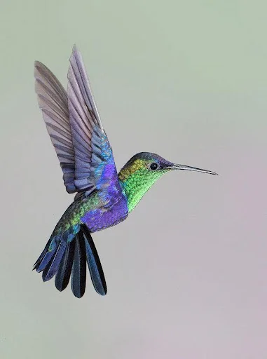 Hummingbird Sounds ডাউনলোড করুন – সেরা বার্ড রিংটোন ও সাউন্ড ক্লিপ - Screenshot 1